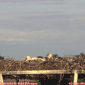 19_50-mast.jpg