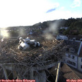 19_50-nest.jpg