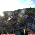 19_55-nest.jpg