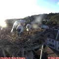 20_00-nest.jpg