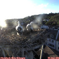 20_05-nest.jpg