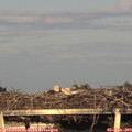 20_10-mast.jpg