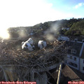 20_10-nest.jpg