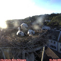 20_15-nest.jpg
