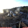 20_20-nest.jpg