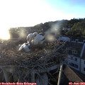 20_25-nest.jpg