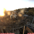20_40-nest.jpg