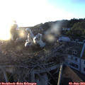 20_45-nest.jpg