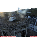 21_05-nest.jpg