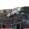 21_10-nest.jpg