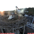 21_15-nest.jpg