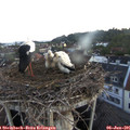 05_20-nest.jpg