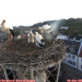05_25-nest.jpg