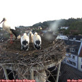 05_30-nest.jpg