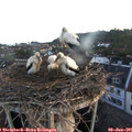 05_35-nest.jpg