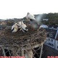 05_40-nest.jpg