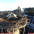 05_55-nest.jpg