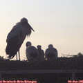 06_00-mast.jpg