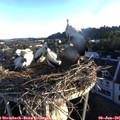 06_10-nest.jpg