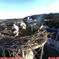 06_15-nest.jpg