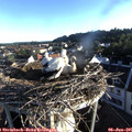 06_35-nest.jpg