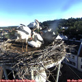07_00-nest.jpg