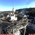 07_05-nest.jpg