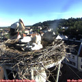 07_15-nest.jpg