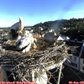 07_25-nest.jpg
