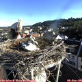 07_30-nest.jpg