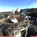 07_35-nest.jpg