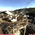 07_40-nest.jpg