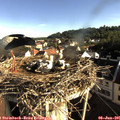 07_50-nest.jpg