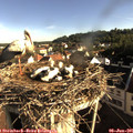 07_55-nest.jpg
