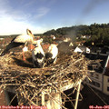 08_25-nest.jpg