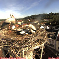 08_35-nest.jpg