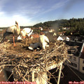 08_40-nest.jpg