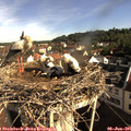 08_45-nest.jpg