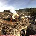 08_50-nest.jpg