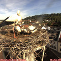 09_00-nest.jpg
