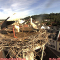 09_05-nest.jpg