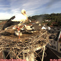 09_15-nest.jpg