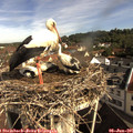 09_20-nest.jpg