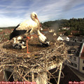 09_25-nest.jpg