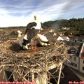 09_30-nest.jpg