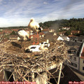 09_50-nest.jpg