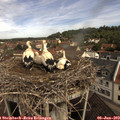 10_05-nest.jpg
