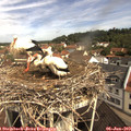 10_15-nest.jpg