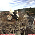 10_25-nest.jpg