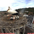 10_30-nest.jpg